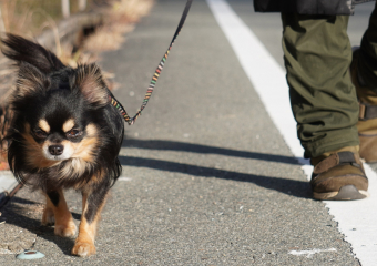 犬の散歩